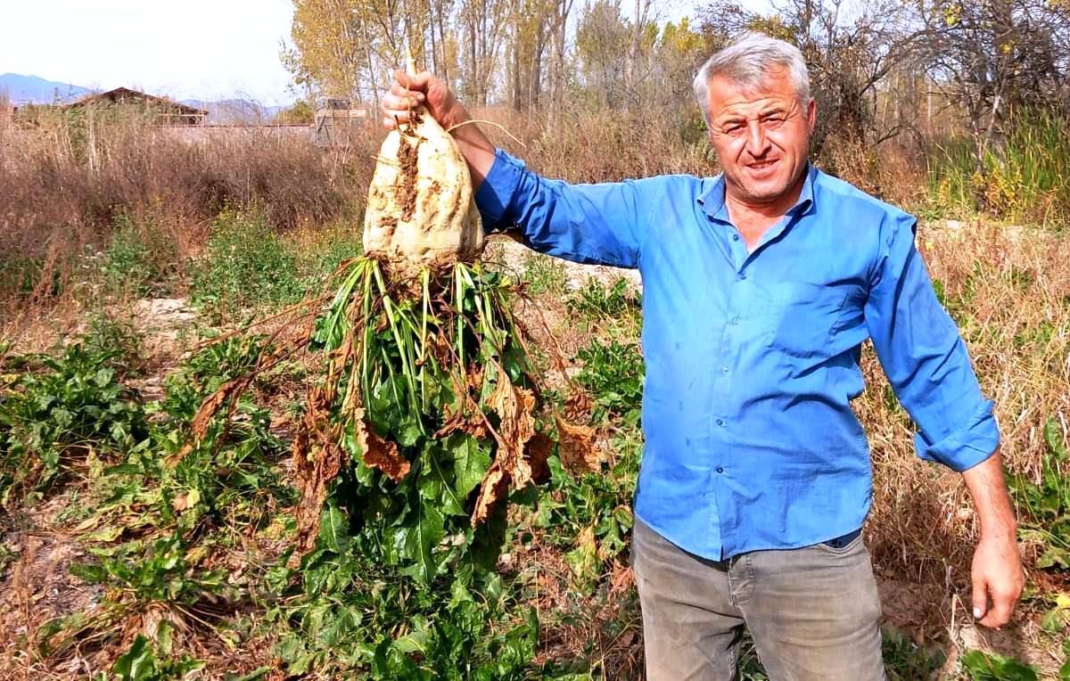 Hisarcık\'ta Şeker Pancarı Sökümü Devam Ediyor