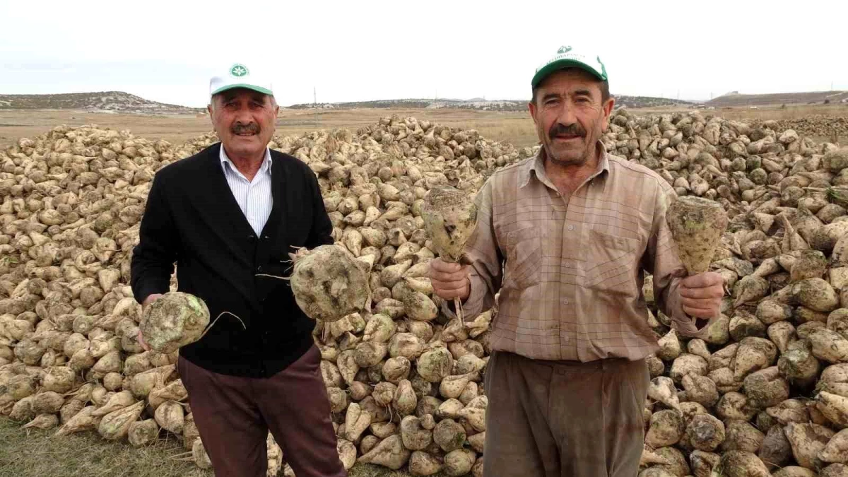 Kütahya\'da Çiftçiler Şeker Pancarı Sökümüne Başladı