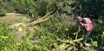 Zarar eden narenciye üreticileri ağaçlarını kesmeye başladı