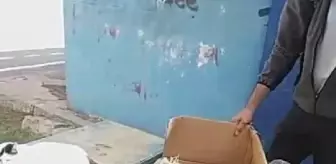 Diyarbakır'da Kedileri Parka Bırakan Kişiye Tepki