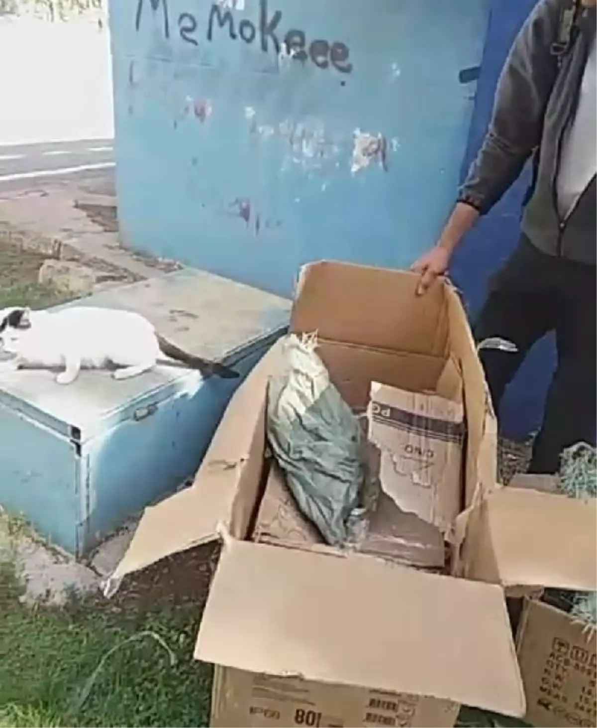 Diyarbakır'da Kedileri Parka Bırakan Kişiye Tepki