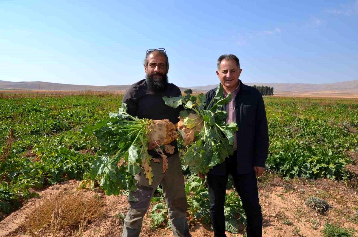 Darende\'de Yeni Dönem Pancar Hasadı Başladı