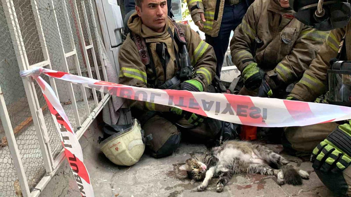 Şişli\'de Yangından Kurtarılan Kediye İtfaiye Erlerinden Örnek Davranış