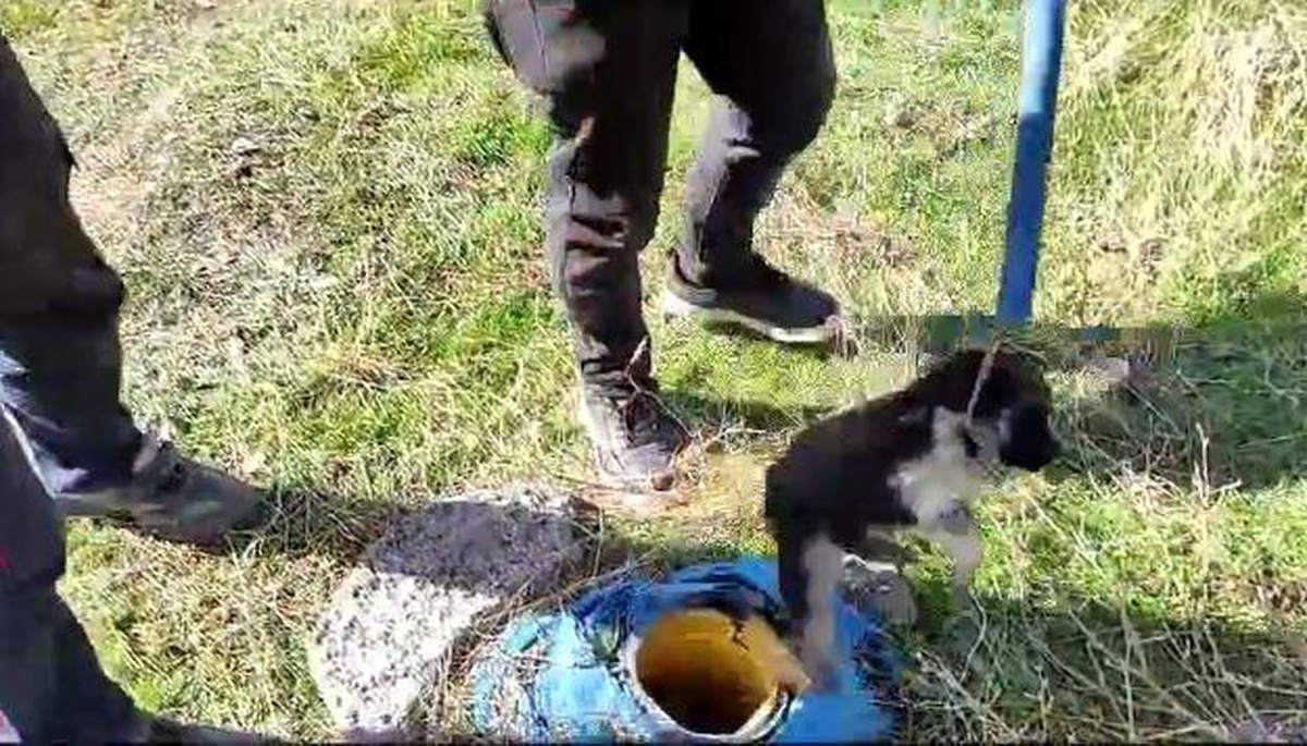 Van\'ın Özalp ilçesinde sondaj kuyusuna düşen yavru köpek kurtarıldı