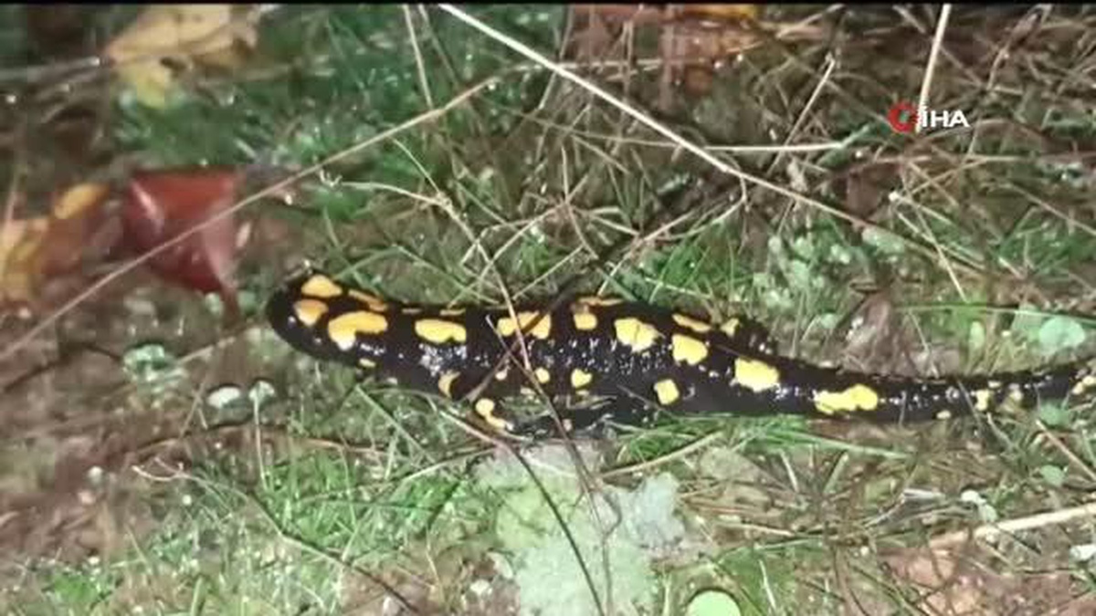 Tunceli\'de soyu tehlikede olan benekli semender görüntülendi