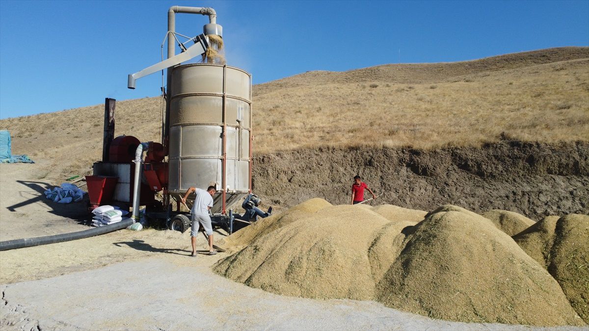 Sungurlu\'da Bu Yıl 800 Ton Çeltik Üretimi Bekleniyor