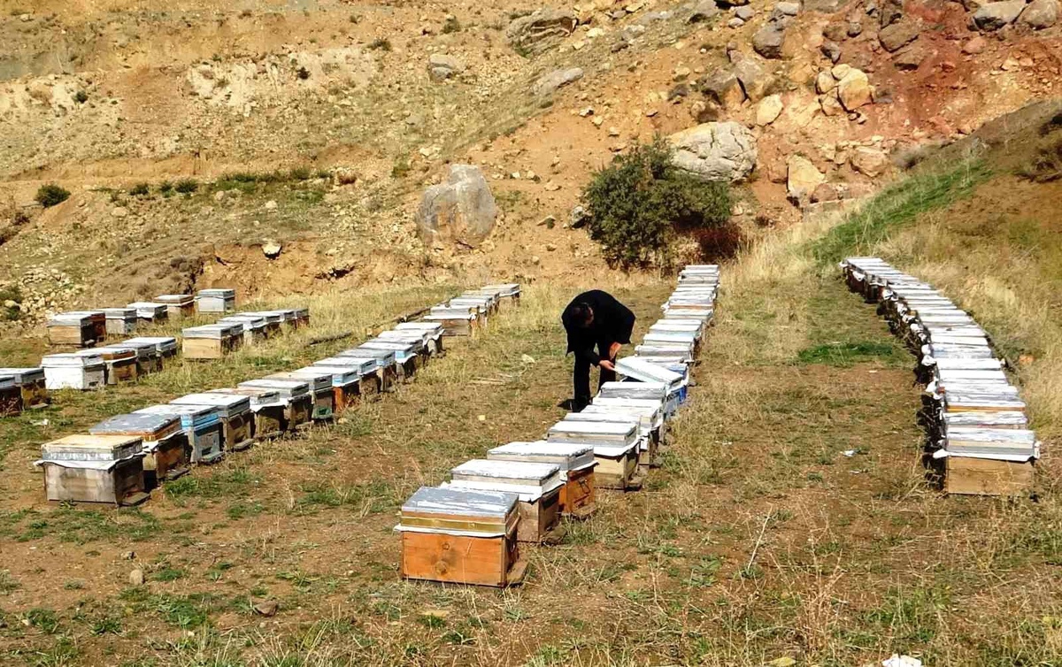 Van Balı, Hak Ettiği Yerde Değil