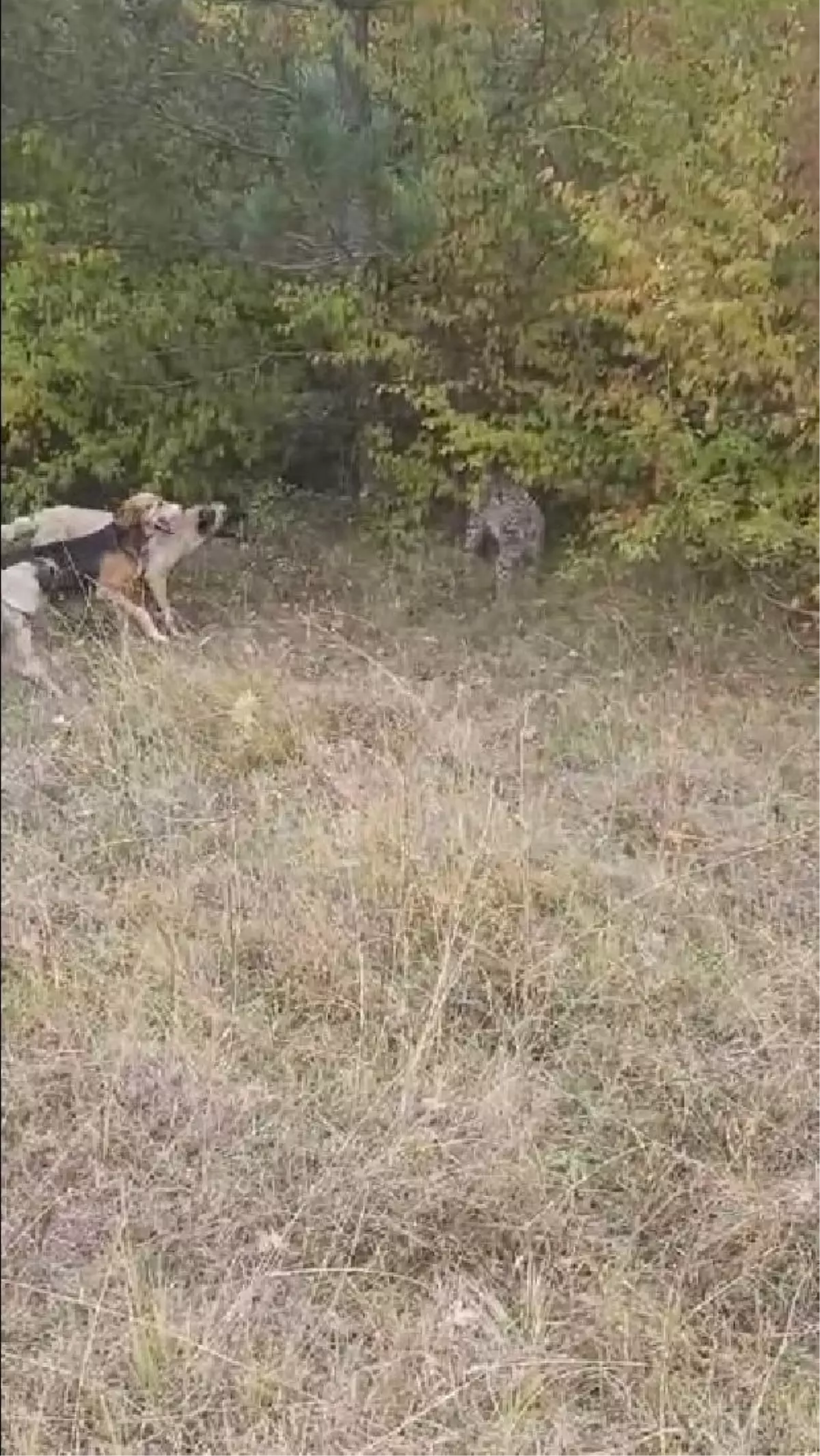 Çorum İskilip\'te Vaşak ve Av Köpekleri Karşı Karşıya Geldi