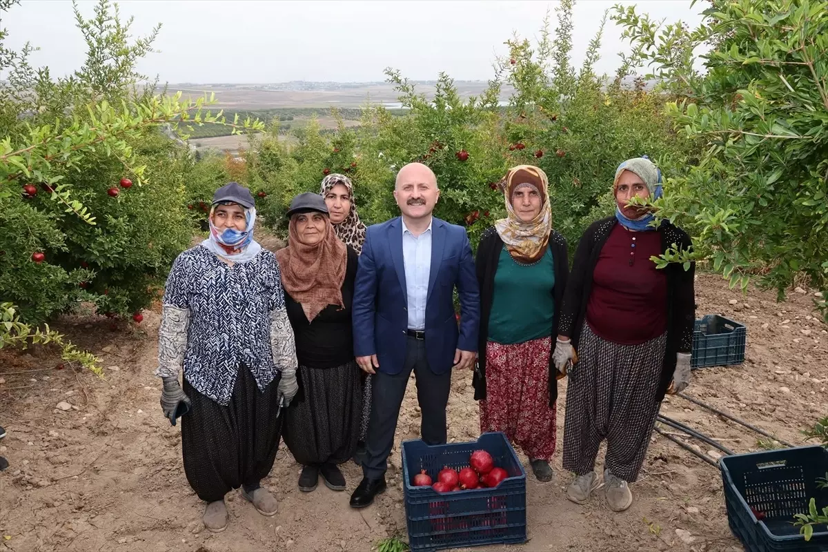 Adıyaman\'da nar hasadı başladı