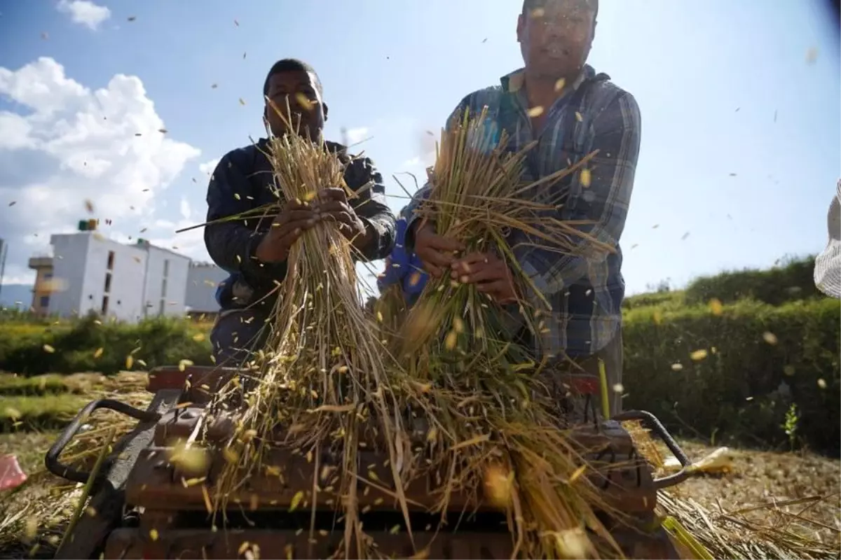 Nepal\'de Çiftçiler Pirinç Hasadına Başladı