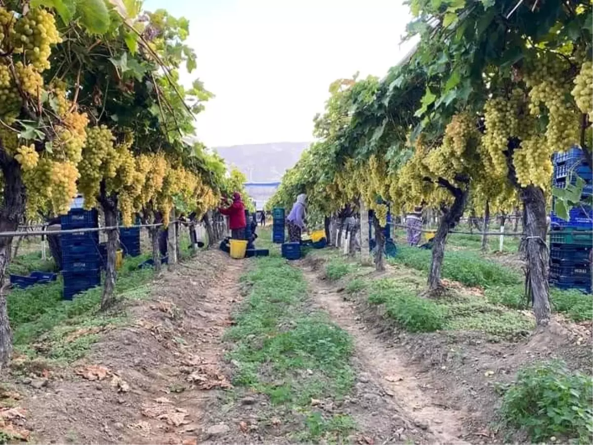 Sarıgöl\'de Sultaniye üzümleri örtü altında tazeliğini koruyor