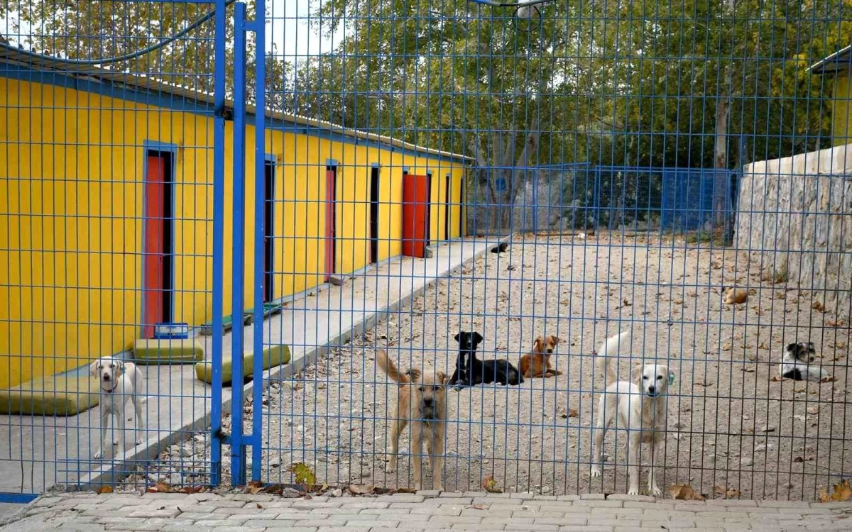 Kuşadası Belediyesi, Söke\'deki Hasta ve Bakıma Muhtaç Sokak Hayvanlarına Sahip Çıktı