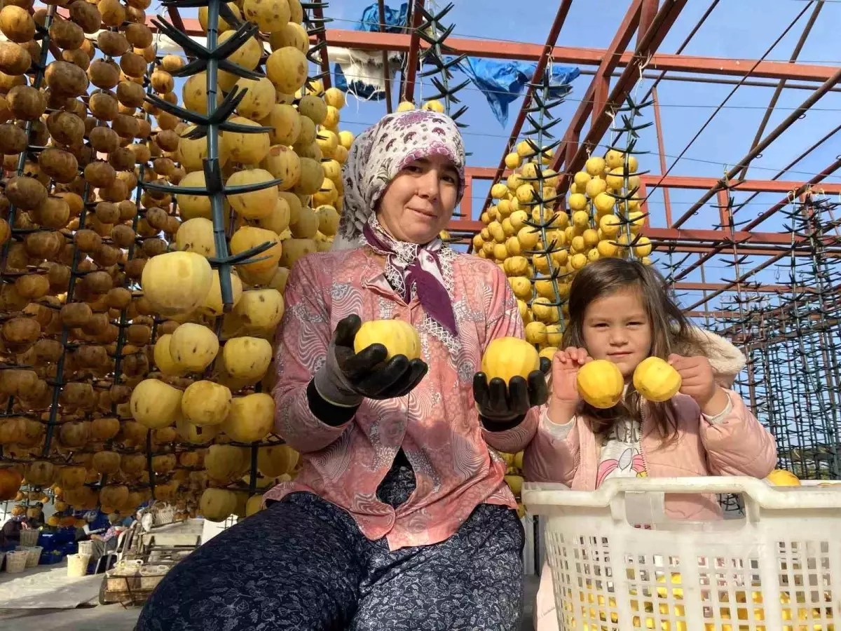 Manisa\'da Cennet Hurması Hasadı ve Kurutma İşlemleri Başladı