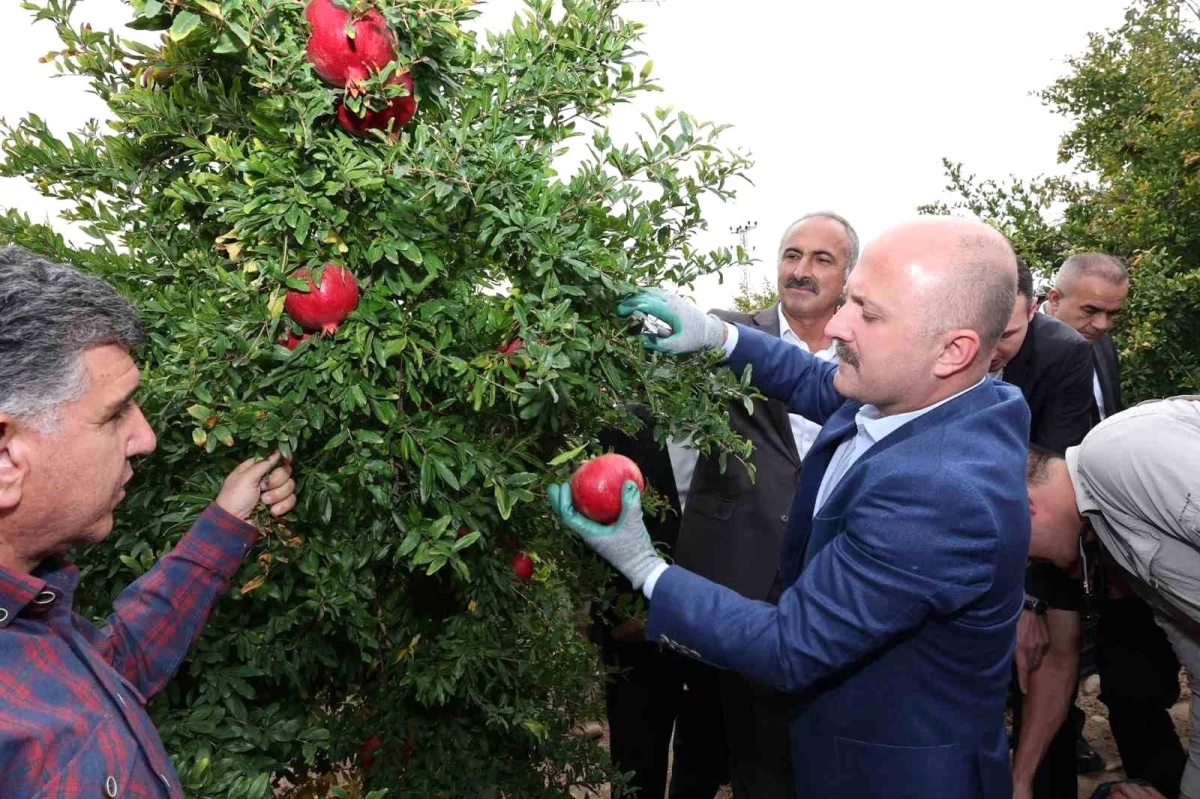 Adıyaman Valisi Osman Varol, Samsat ilçesinde nar hasadına katıldı