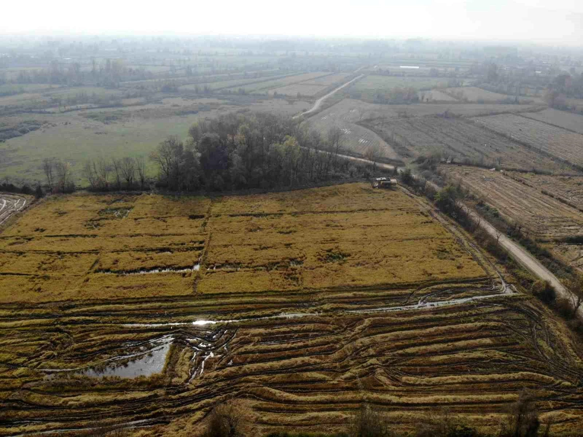 Düzce\'de 400 dönüm arazide siyah pirinç hasadı başladı