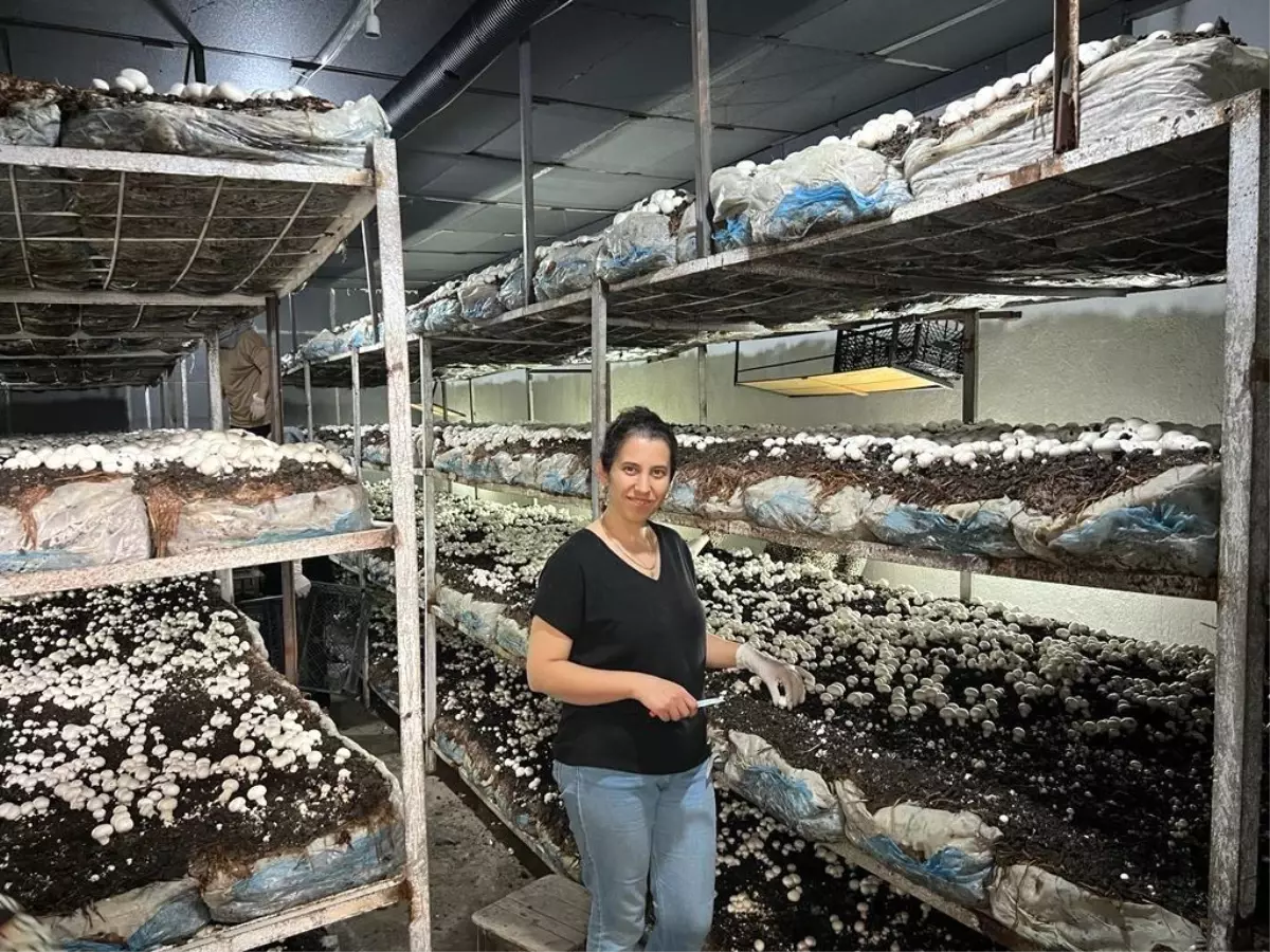 Kütahya'da Girişimci Kadın 36 Ton Kültür Mantarı Üretti