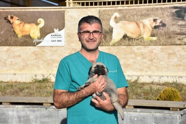 Türkmenistan Devlet Başkanına hediye edilen Kangal köpeği gönderildi