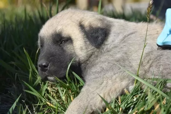 Türkmenistan Devlet Başkanına hediye edilen Kangal köpeği gönderildi