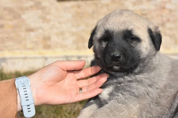 Türkmenistan Devlet Başkanına hediye edilen Kangal köpeği gönderildi