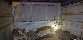 Hakkari'de Yapılan Yol Kontrolünde 4 Alageyik Ele Geçirildi