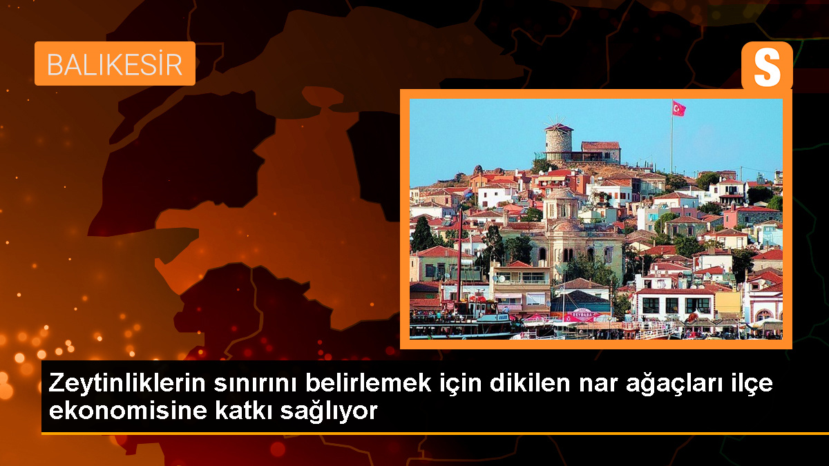 Zeytinliklerin sınırını belirlemek için dikilen nar ağaçları ilçe ekonomisine katkı sağlıyor