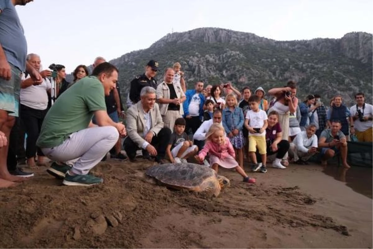 İztuzu Plajı\'ndaki 10 Deniz Kaplumbağası Tedavilerinin Ardından Denize Bırakıldı