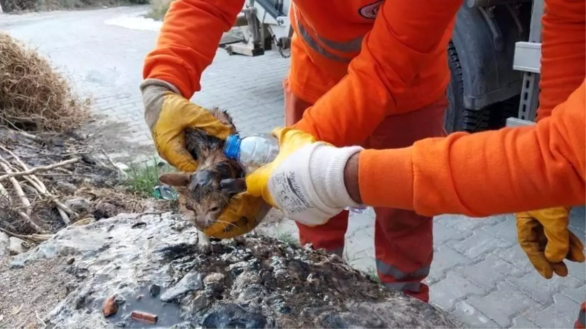 Belediye temizlik işçileri kedi yavrusunu çöpten kurtardı