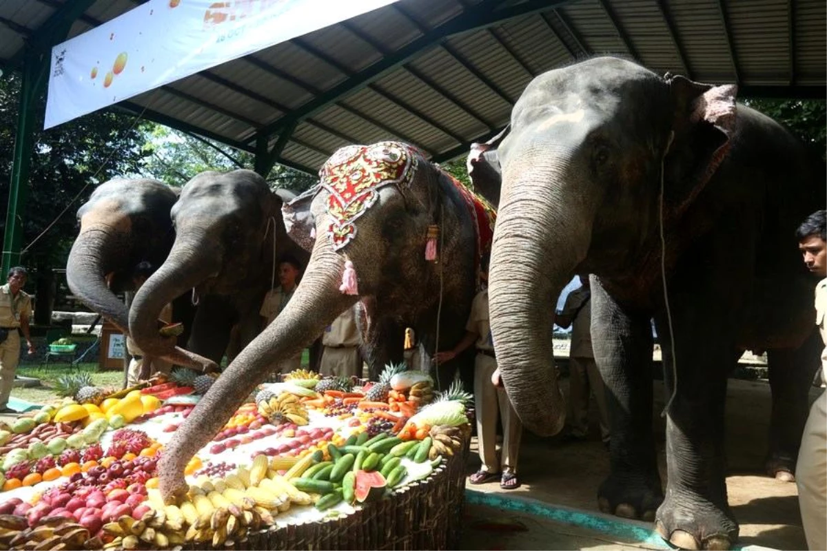 Myanmar\'daki Yangon Hayvanat Bahçesi\'nde Momo\'nun 70. doğum günü kutlandı