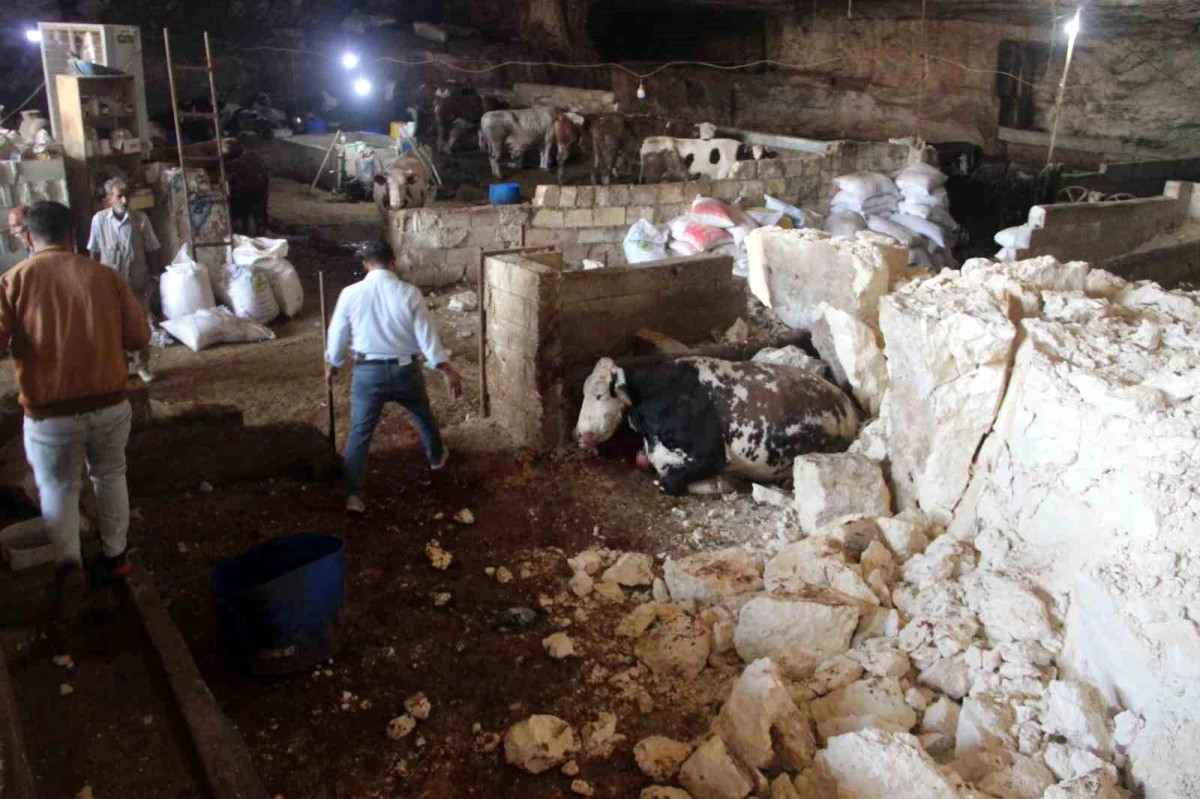 Şanlıurfa\'da Mağara Tavanından Düşen Kaya Parçası 5 İneği Telef Etti