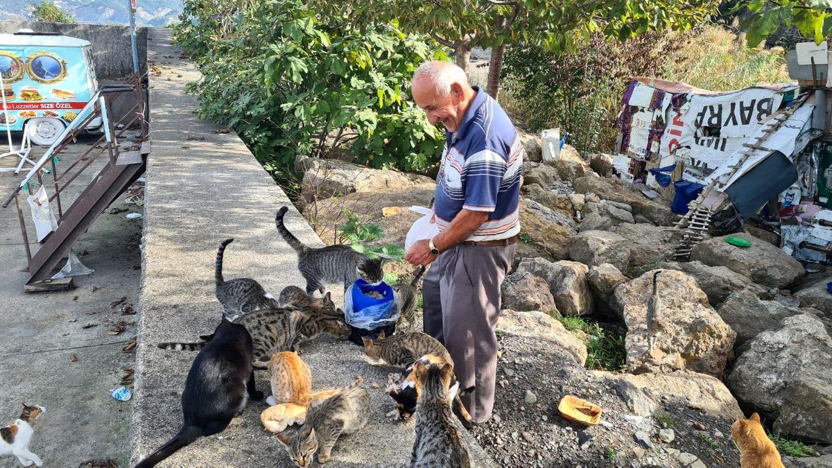 72 Yaşındaki Hasan Kırmacıoğlu, 100 Kediyi Besliyor