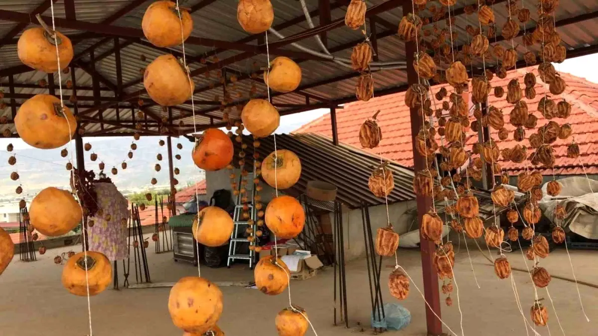 Sarıgöl\'de Cennet Elması Hasadı Başladı