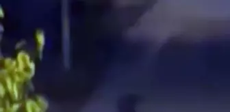 Bolu'da 'bozayı' paniği