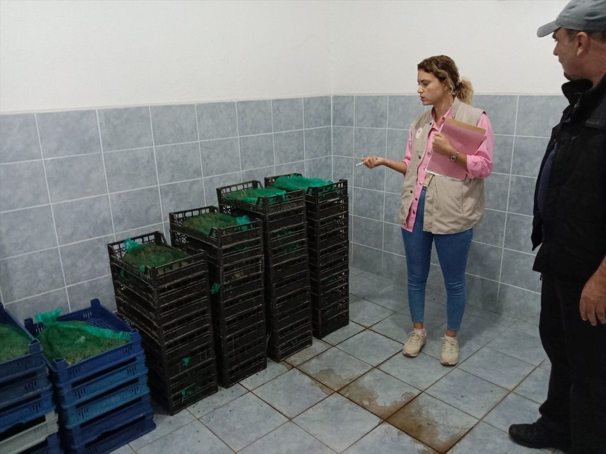 Edirne\'de 800 kilogram kum midyesi ele geçirildi