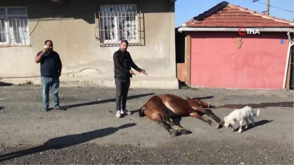 Görenlerin içi acıdı: Yol ortasındaki at ölüme terk edildi