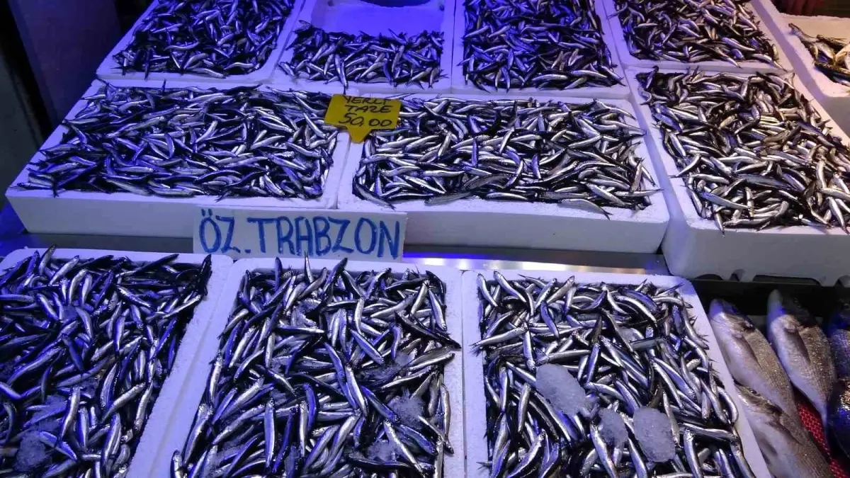 Trabzon\'da Hamsi Bol, Fiyatlar Düştü