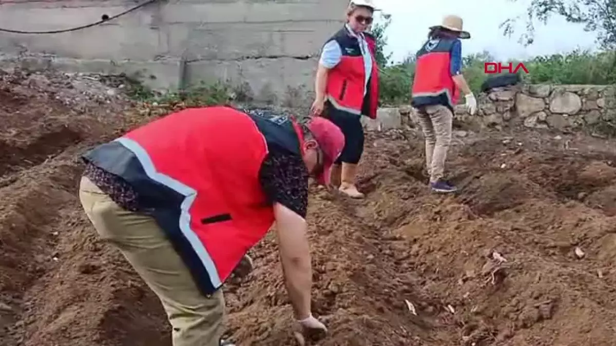 İskenderun\'da Safran Projesiyle Çiftçilere Yeni Gelir Kaynağı