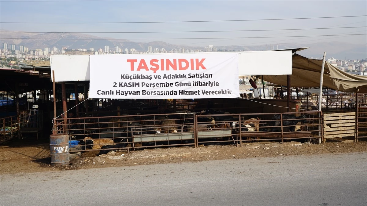 Kahramanmaraş Büyükşehir Belediyesi, küçükbaş ve adaklık satışını canlı hayvan borsasına taşıyor
