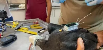Kelaynakların Sayısı Koruma Çalışmalarıyla Arttı