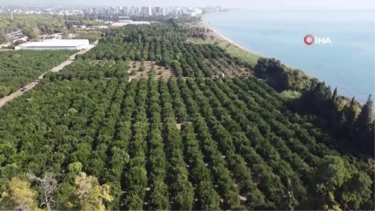 Mandalinada Bu Yıl Verim Yüksek, Fiyat Ucuz