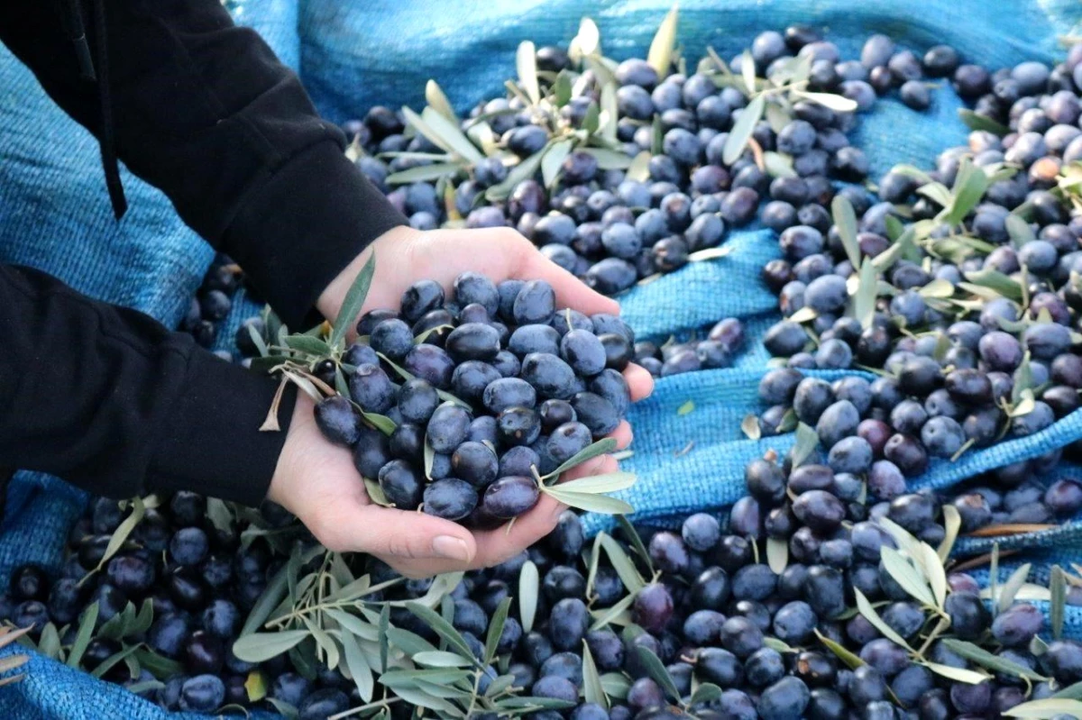 Marmarabirlik Zeytin Fiyatlarını Güncelledi