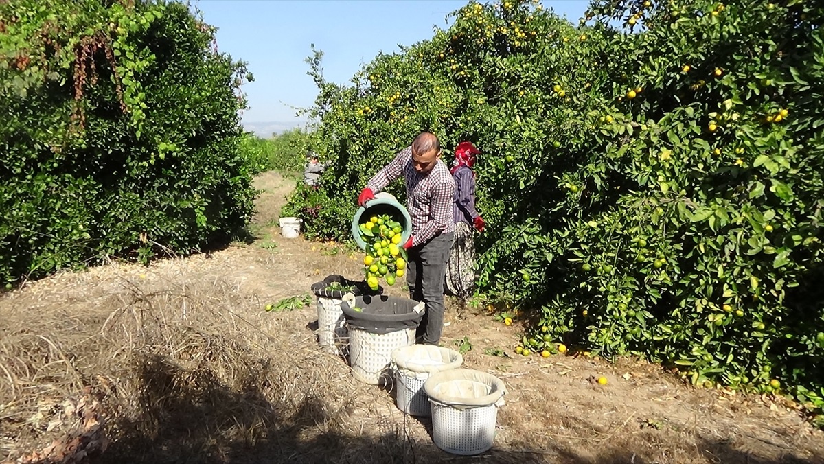 Mersin\'de mandalina hasadı yapıldı