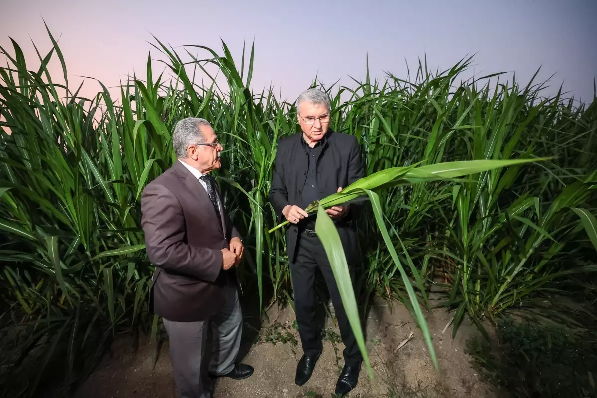 Sakarya'da Yem Maliyetini %50 Azaltacak Bitki 'Pakong' Üretimi Başlandı