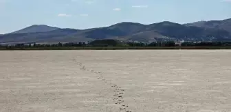 Seyfe Gölü'nün Kuruması Ceviz Üretimini Etkiliyor