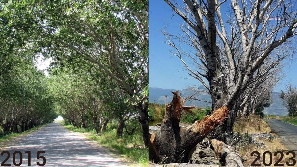 Söke Belediyesi, Özbaşı Mahallesi\'ndeki akçakavak ağaçlarını koruma çalışmalarına başladı