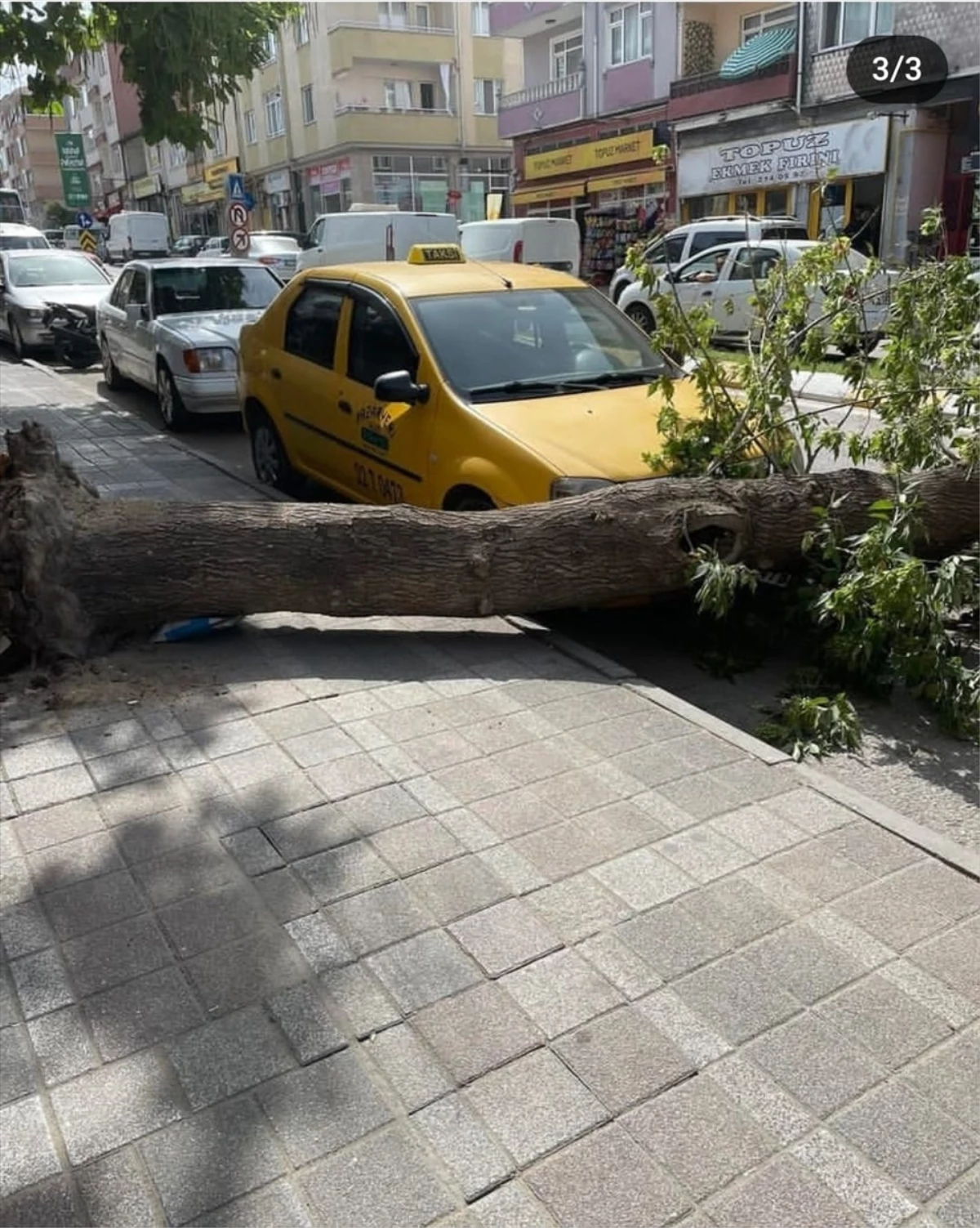 Edirne\'de Bakımsızlık Sonucu Devrilen Ağaçlar İçin Önlem Alınmalı