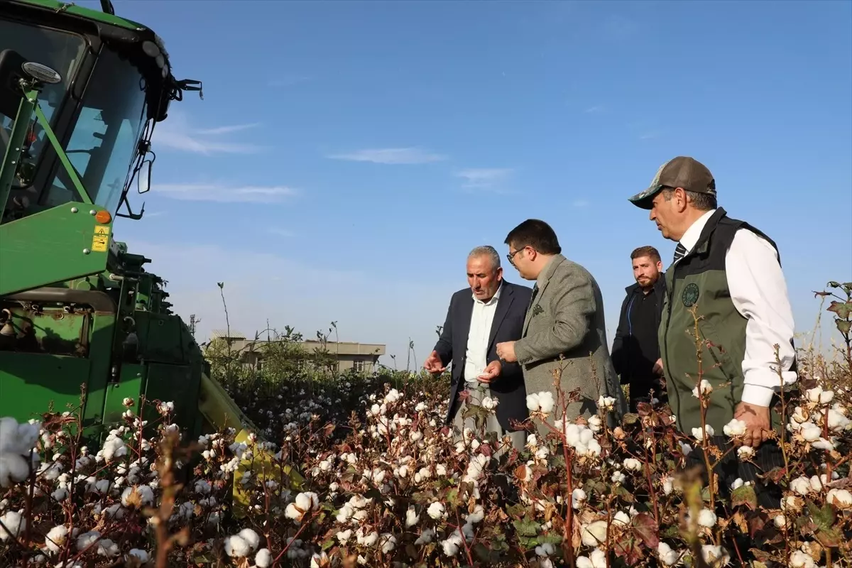 Viranşehir Kaymakamı Önder Koç, pamuk tarlasında hasada katıldı