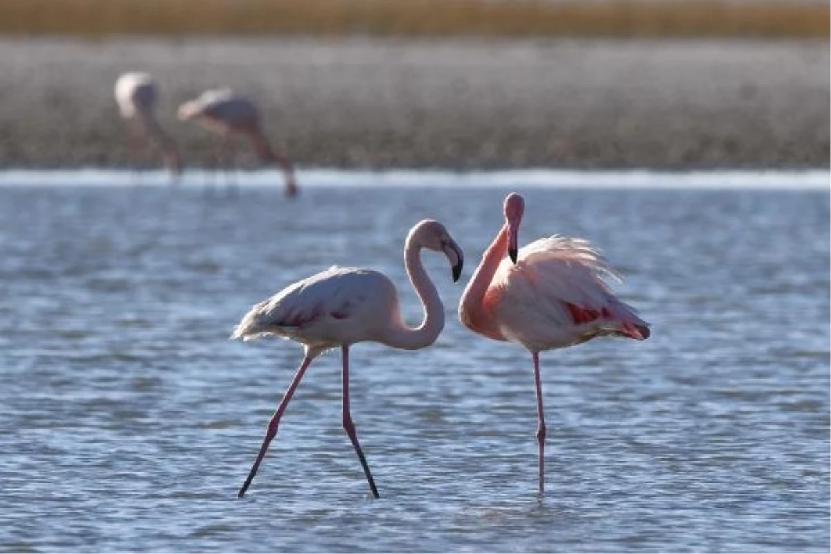 Van\'da Flamingoların Göç Hazırlığı