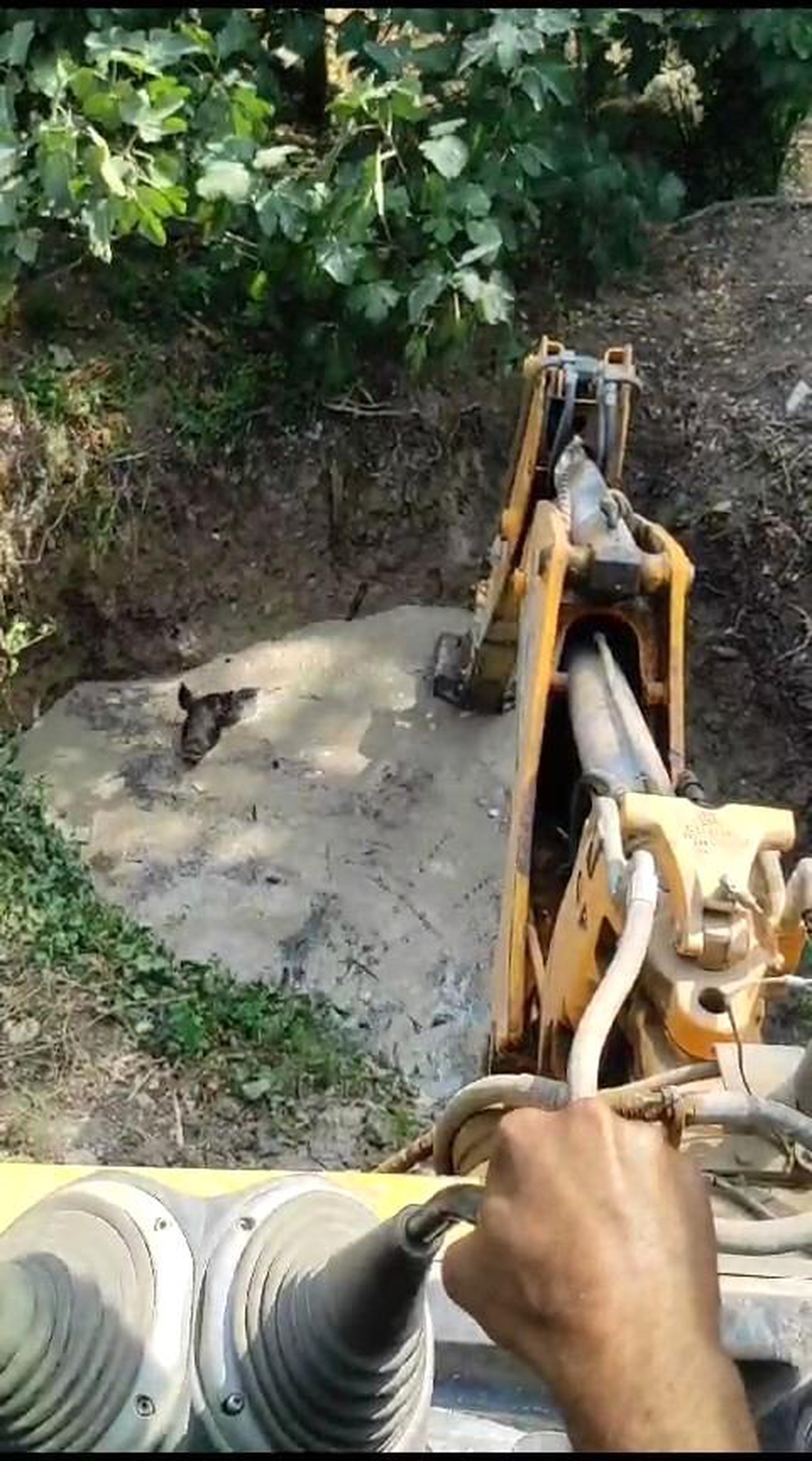 Mudanya\'da sulama havuzuna düşen domuzlar kurtarıldı