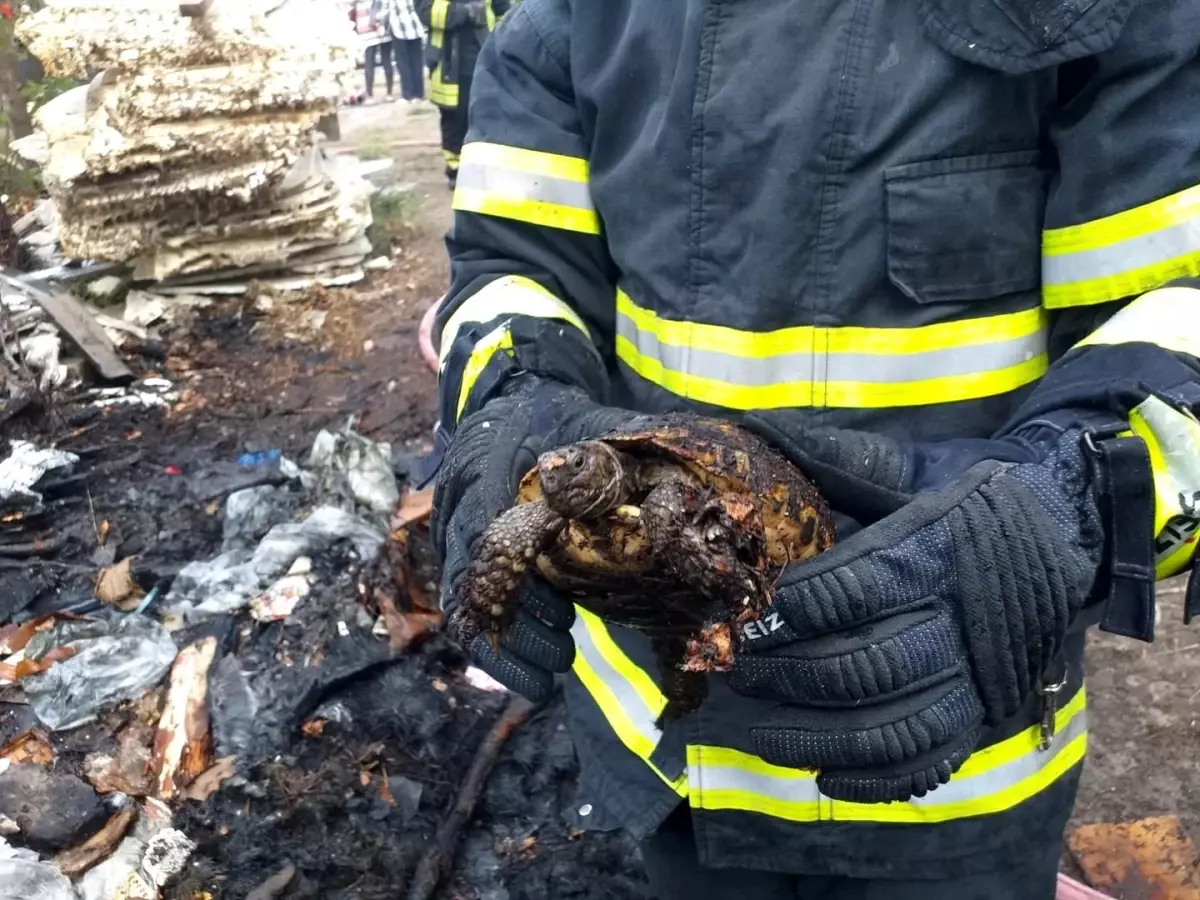 Dilovası\'nda çıkan yangında kaplumbağa kurtarıldı