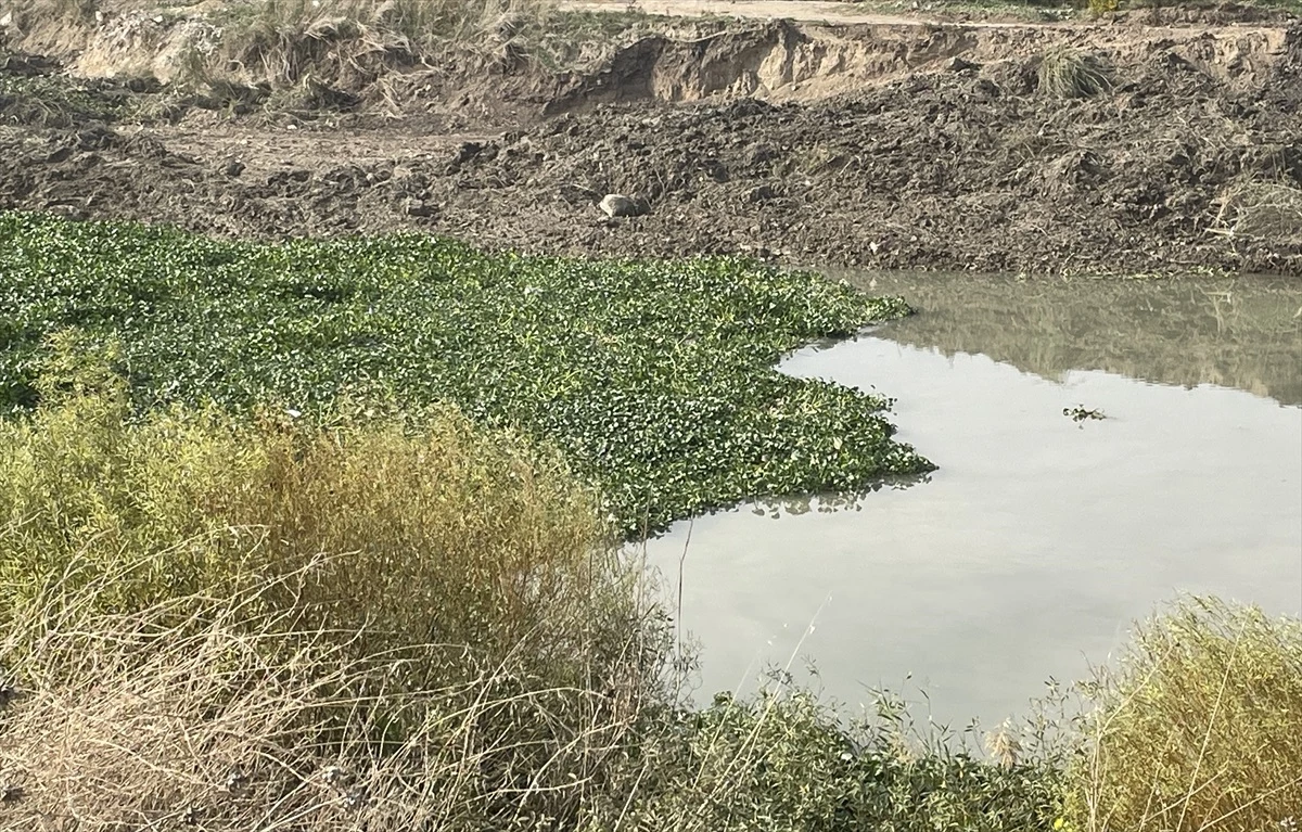 Asi Nehri\'nde Su Sümbülleri Yeniden Görülmeye Başlandı